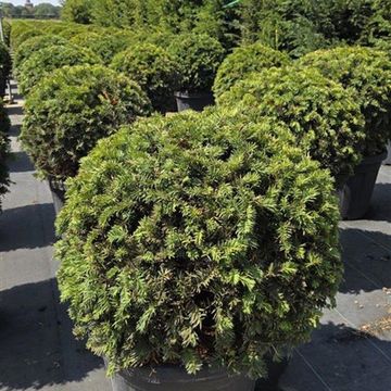 Taxus baccata 'Zöld'