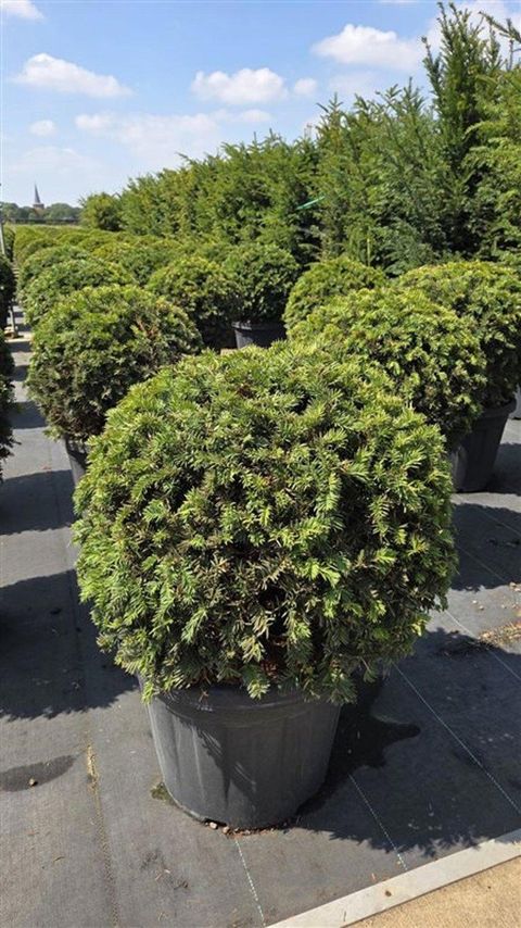 Taxus baccata 'Zöld'
