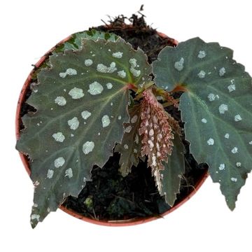 Begonia 'Snow Leopard'
