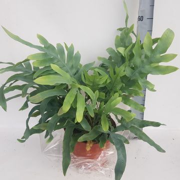 Phlebodium aureum 'Blue Star'