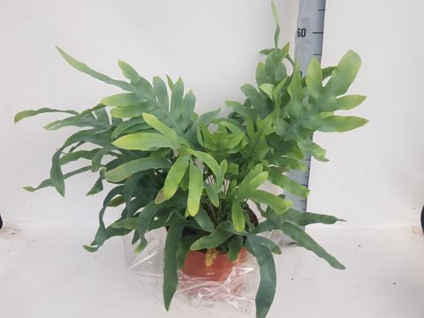 Phlebodium aureum 'Blue Star'