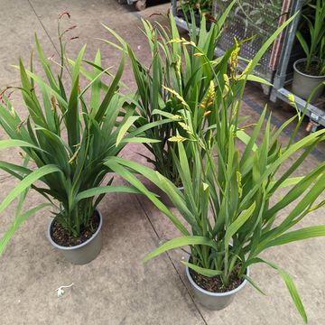 Crocosmia masoniorum MIX