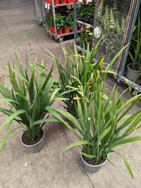 Crocosmia masoniorum MIX