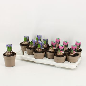 Hyacinthus orientalis MIX