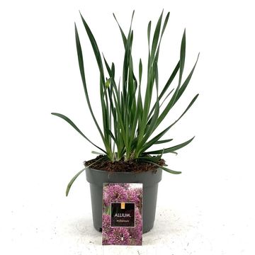 Allium 'Millenium'