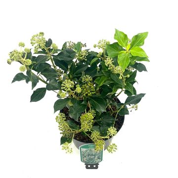 Hedera helix 'Simone'