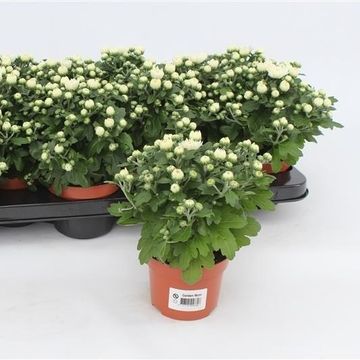 Chrysanthemum GARDENMUMSAIC WHITE