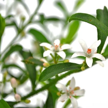 Eriostemon myoporoides 'Flower Girl White'