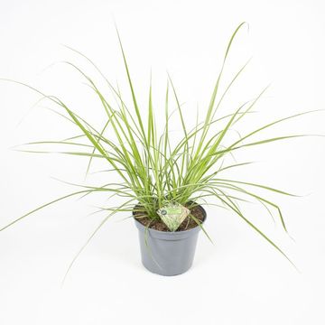 Pennisetum advena 'Sky Rocket'