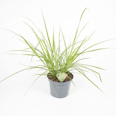 Pennisetum advena 'Sky Rocket'