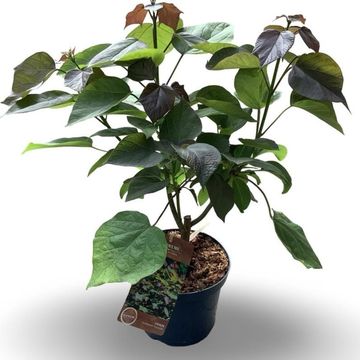 Catalpa x erubescens 'Purpurea'