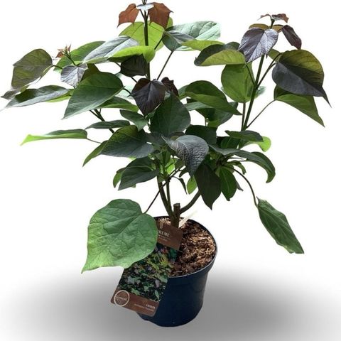 Catalpa x erubescens 'Purpurea'
