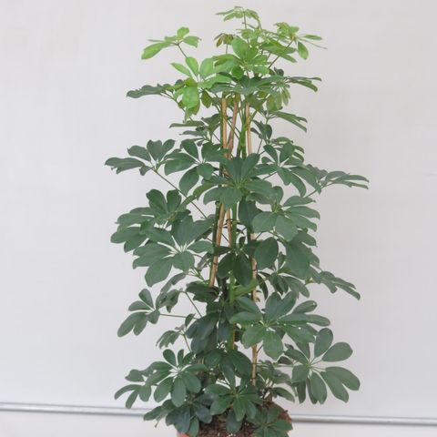Schefflera arboricola 'Компакта' (Snoeker)