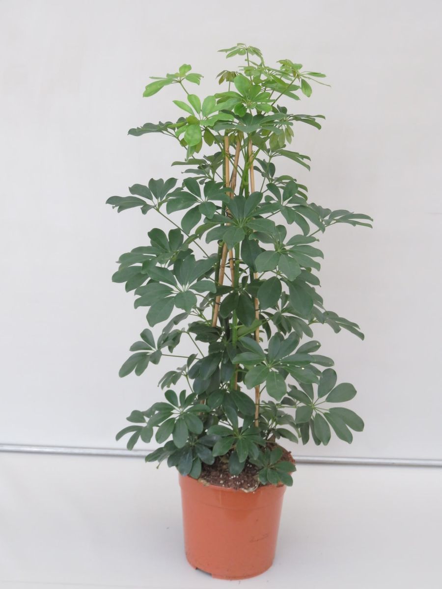 Schefflera arboricola 'Compacta' — Plant Wholesale FlorAccess