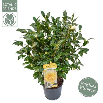 Camellia x williamsii 'Jury's Yellow'