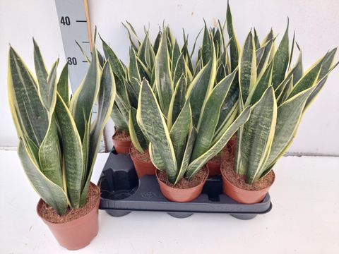 Sansevieria 'Canary'