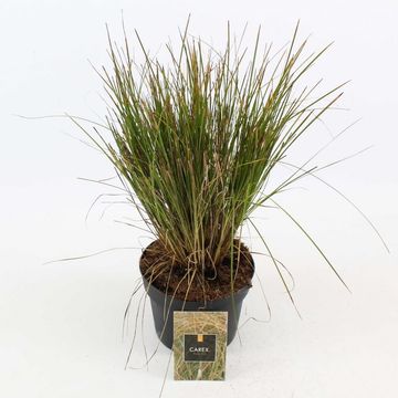 Carex testacea PRAIRIE FIRE COLORGRASS