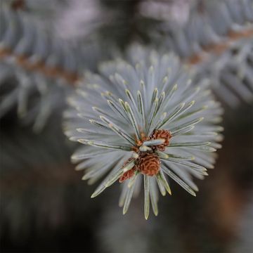 Picea pungens 'Erich Frahm'