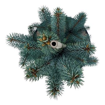 Picea pungens 'Iseli Fastigiate'