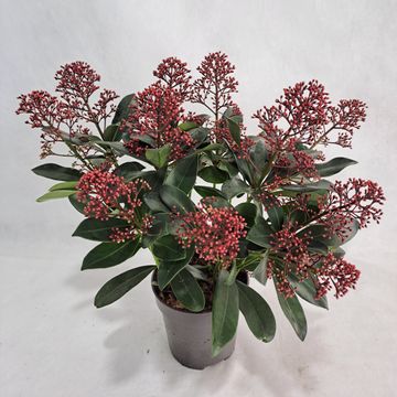 Skimmia japonica 'Rubella'