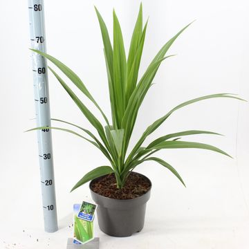 Cordyline australis EMERALD STAR