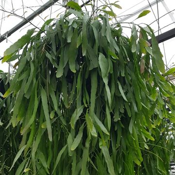 Pseudorhipsalis ramulosa 'Red Coral'