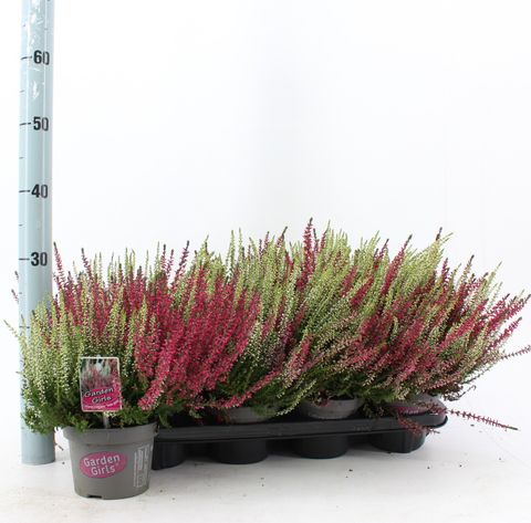 Calluna vulgaris GARDEN GIRLS MIX IN POT TWIN