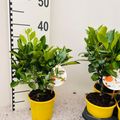 x Citrofortunella microcarpa
