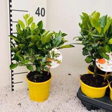 x Citrofortunella microcarpa
