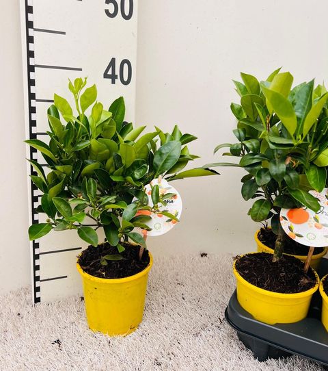 x Citrofortunella microcarpa
