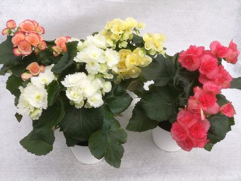 Begonia ELATIOR MIX
