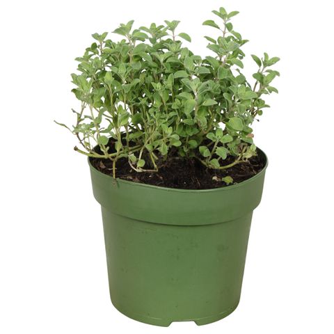 Origanum majorana 'Venezia'
