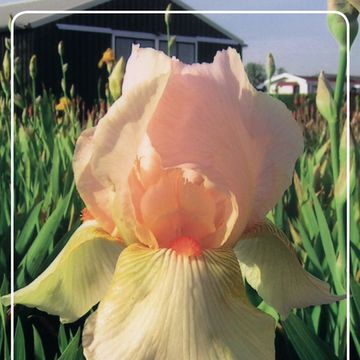 Iris 'Constant Wattez'