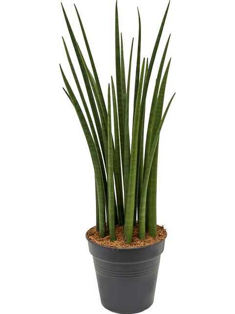 Sansevieria cylindrica SPIKY