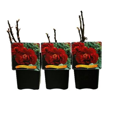 Paeonia suffruticosa 'Wu Jin Yao Hui'