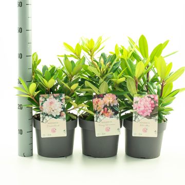 Rhododendron YAKUSHIMAMUM MIX (Y)