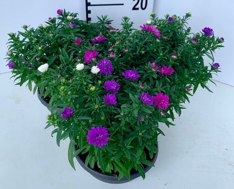 Aster MIX IN POT