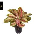 Aglaonema 'Painted Celebration'