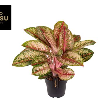 Aglaonema 'Painted Celebration'