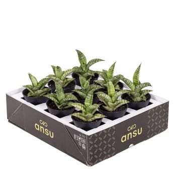 Sansevieria 'Star Mini Marble No.2'