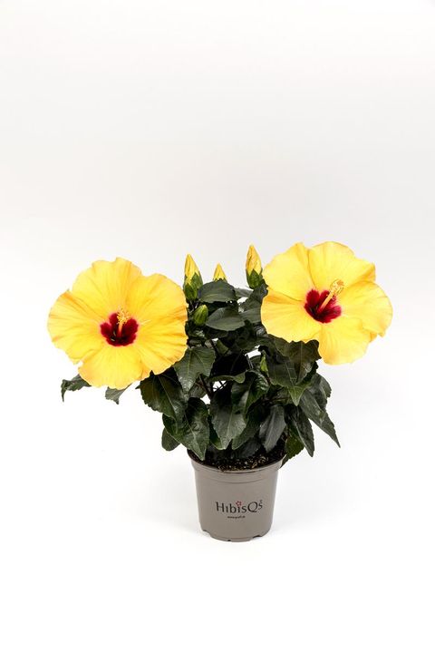Hibiscus rosa-sinensis 'Adonicus Yellow'