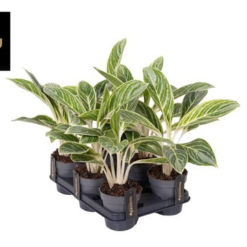 Aglaonema 'Summer Breeze'