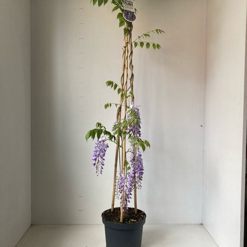 Wisteria sinensis 'Prolific'