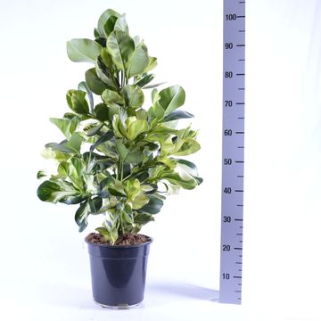 Clusia rosea WHITE STAR