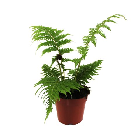 Cyathea cooperi