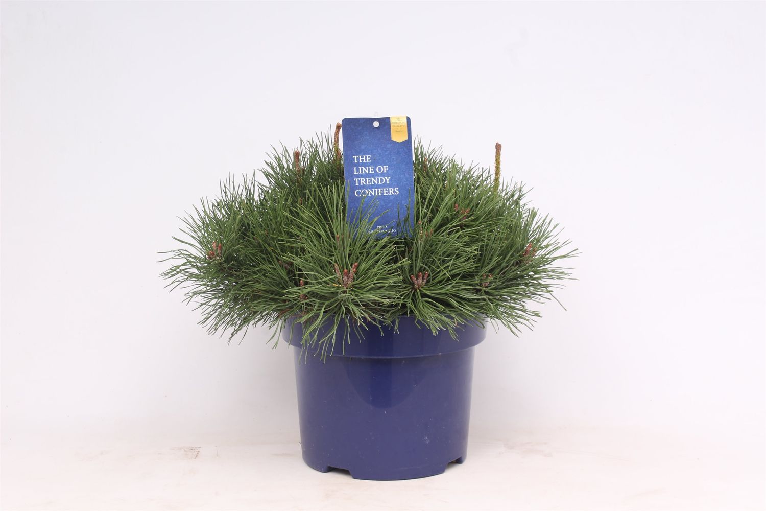 Pinus mugo mughus — Plant Wholesale FlorAccess