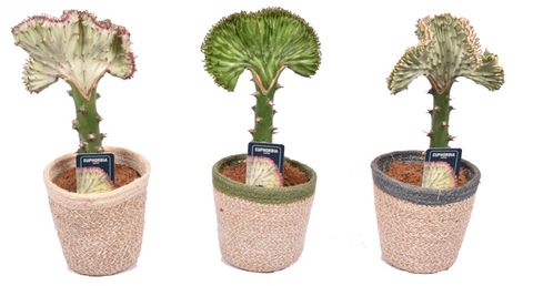 Euphorbia lactea cristata