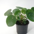 Pilea peperomioides