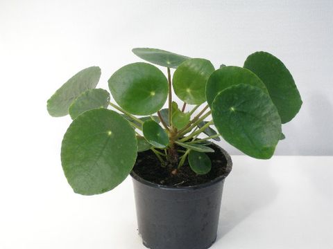 Pilea peperomioides