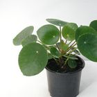 Pilea peperomioides